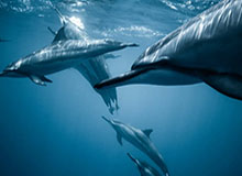 CBA｜张庆鹏感慨队员无交流：希望撕掉面具放下光环